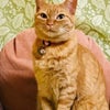 【情報追記】迷い猫メイちゃんの捜索・茶とら猫を捜しています！の画像