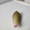 オウレイ葉挿し？の画像