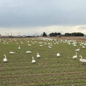 白鳥の群れの画像