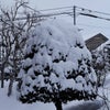 雪の華の画像