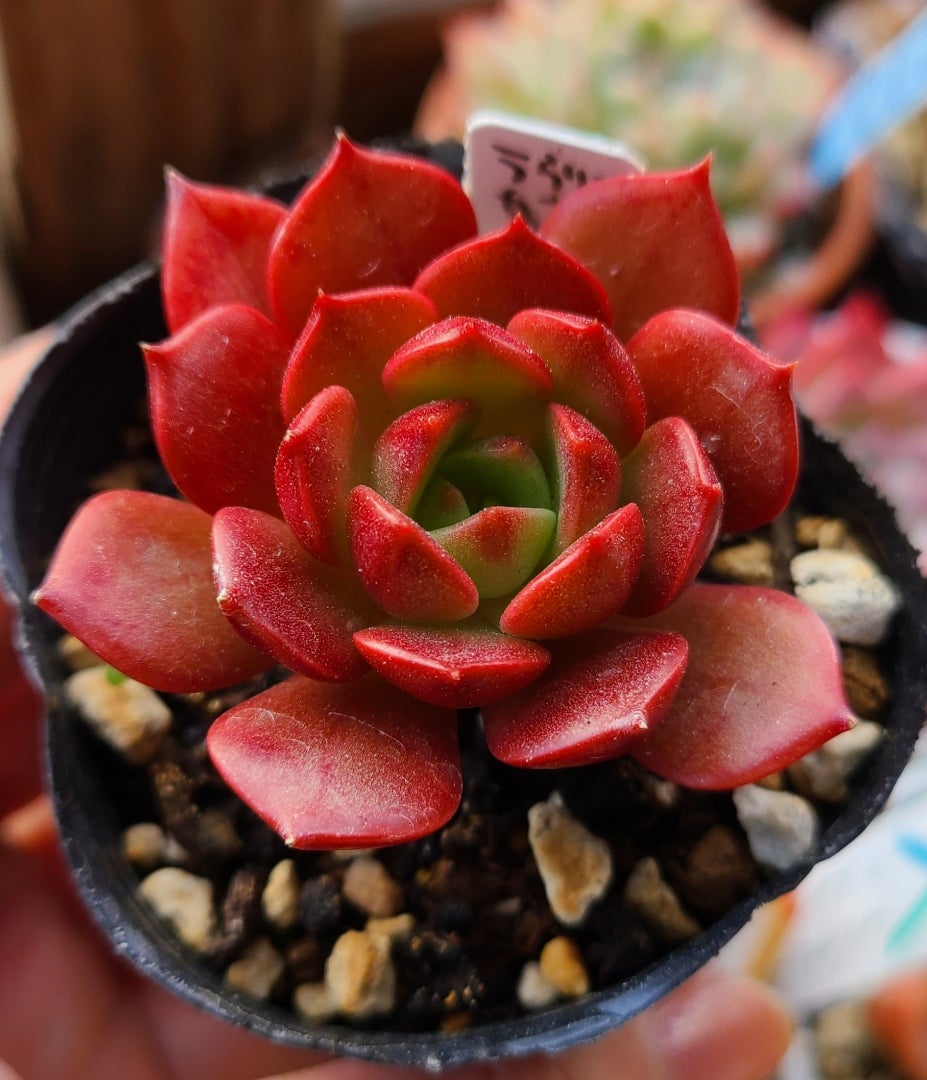 暖かい朝 | 多肉植物大好きな初心者のブログ