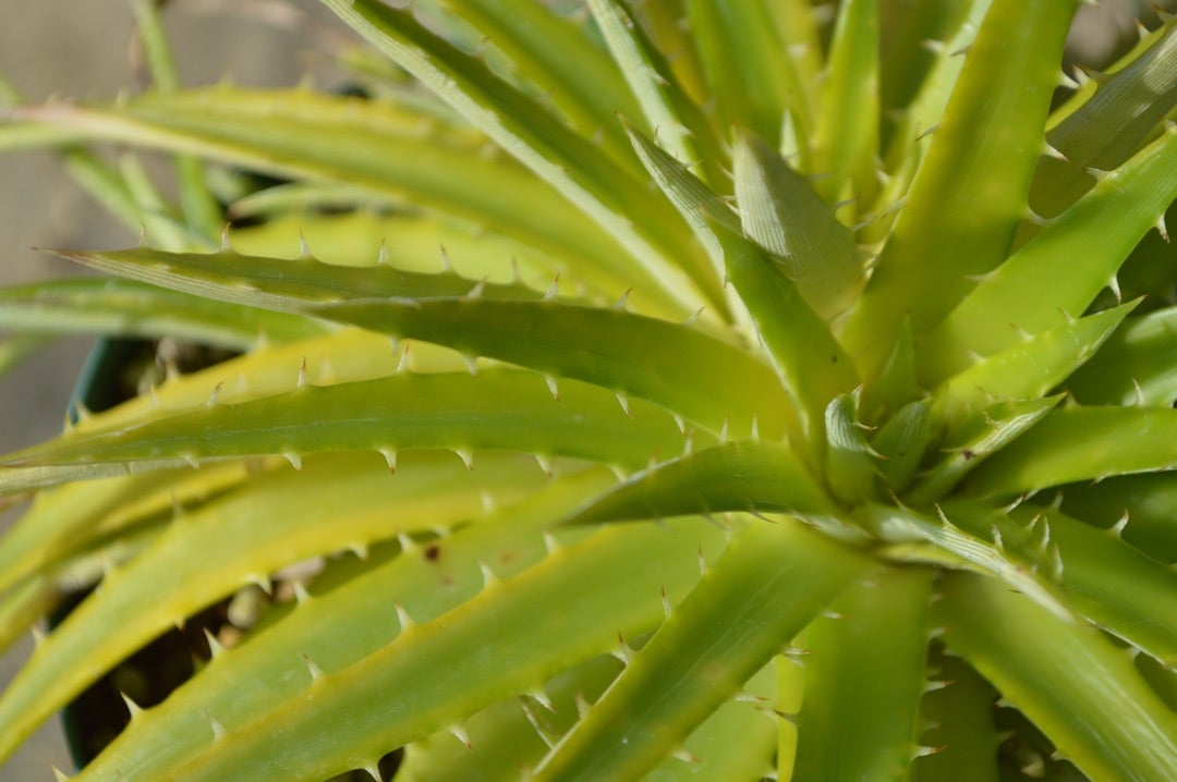 Dyckia 'Pallaphat'(ディッキア パラファット) 成長記録⑤ | ~龍 Dyckia 'Pallaphat'(ディッキア パラファット) 成長記録⑤ | ~龍