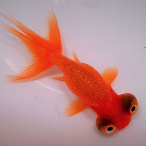 嫌なことや辛いことがあった時はこの金魚を思い出そう。常に上を見ている金魚。その名は"頂天眼”！！の画像