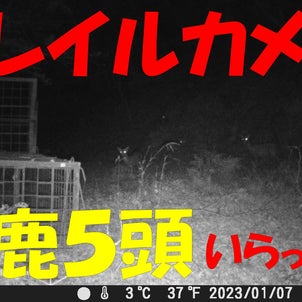 狩猟、有害鳥獣対策　トレイルカメラ　雌鹿５頭　いらっしゃいの画像