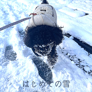 雪と犬　京都の画像