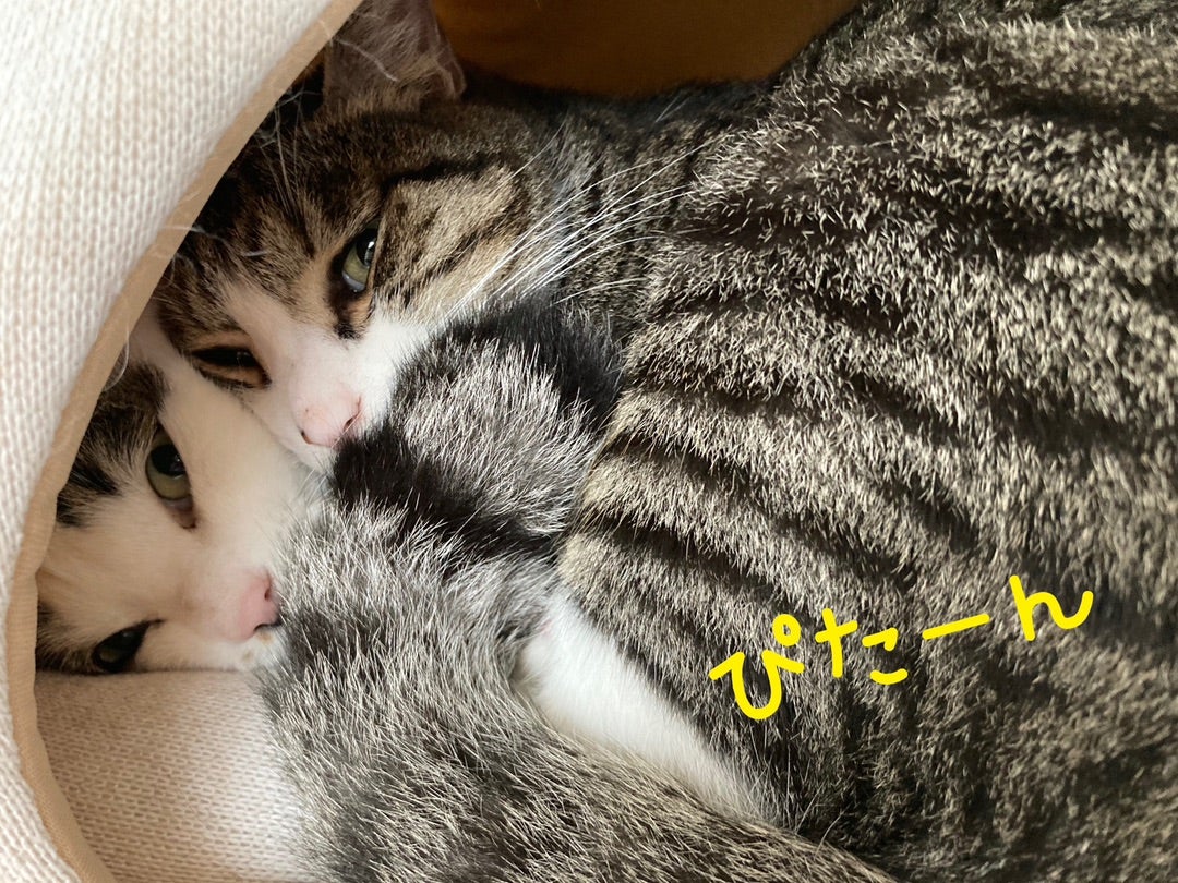 送料無料(一部地域を除く)】 こたつねこさま専用ページ ienomat.com.br