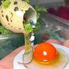食品サンプル卵ジオラマの画像