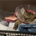 ”フォークリフトに挟まれた子猫　モネちゃん”支援の輪