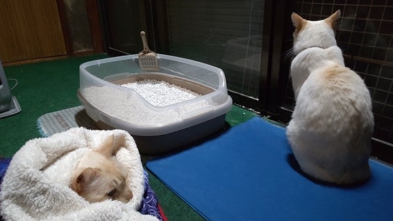 白猫の後ろ姿と、毛布に包まれた兄弟猫