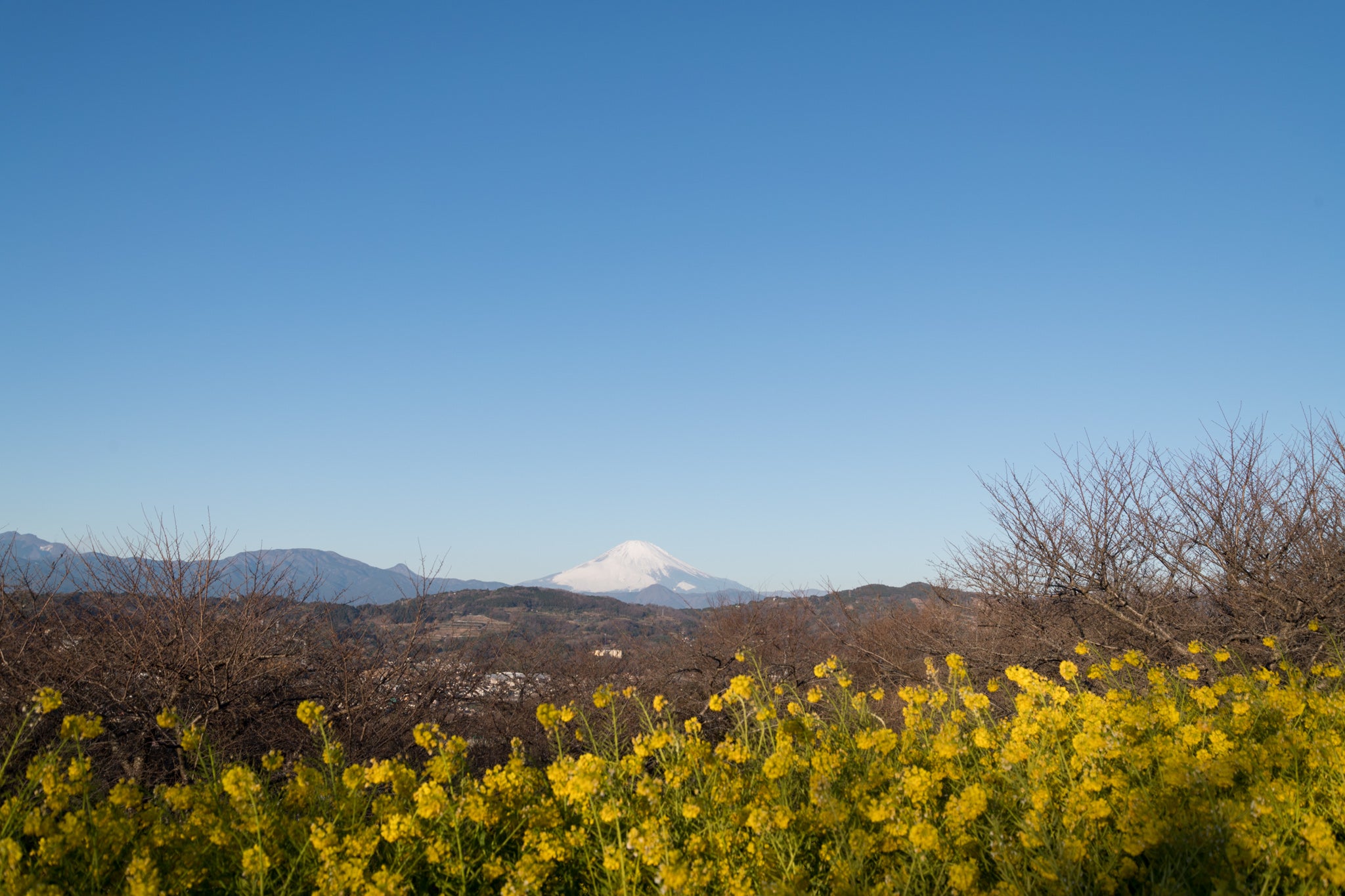 05吾妻山公園【菜の花と富士山】1