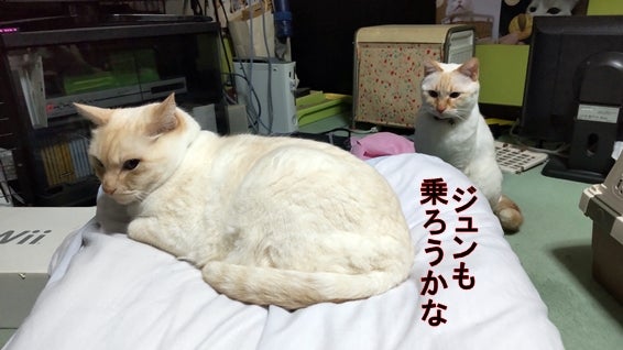 布団の上の白猫と布団を見てる兄弟猫「ジュンも乗ろうかな」