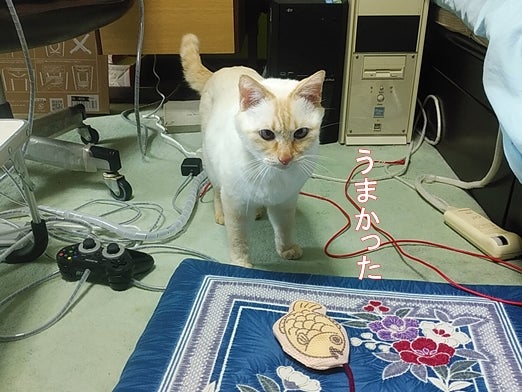 にゃんこの和菓子たい焼きとカメラ目線の白猫「うまかった」