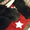 黒猫３兄妹海を越えて。