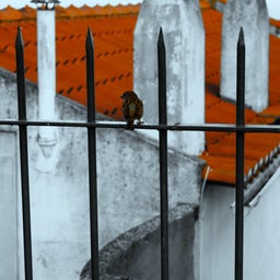 画像 Portugal Images の記事より 2つ目