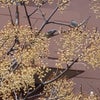 センダンの木に群がる小鳥たちの画像