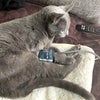 ほく猫の自宅で血圧測定の画像