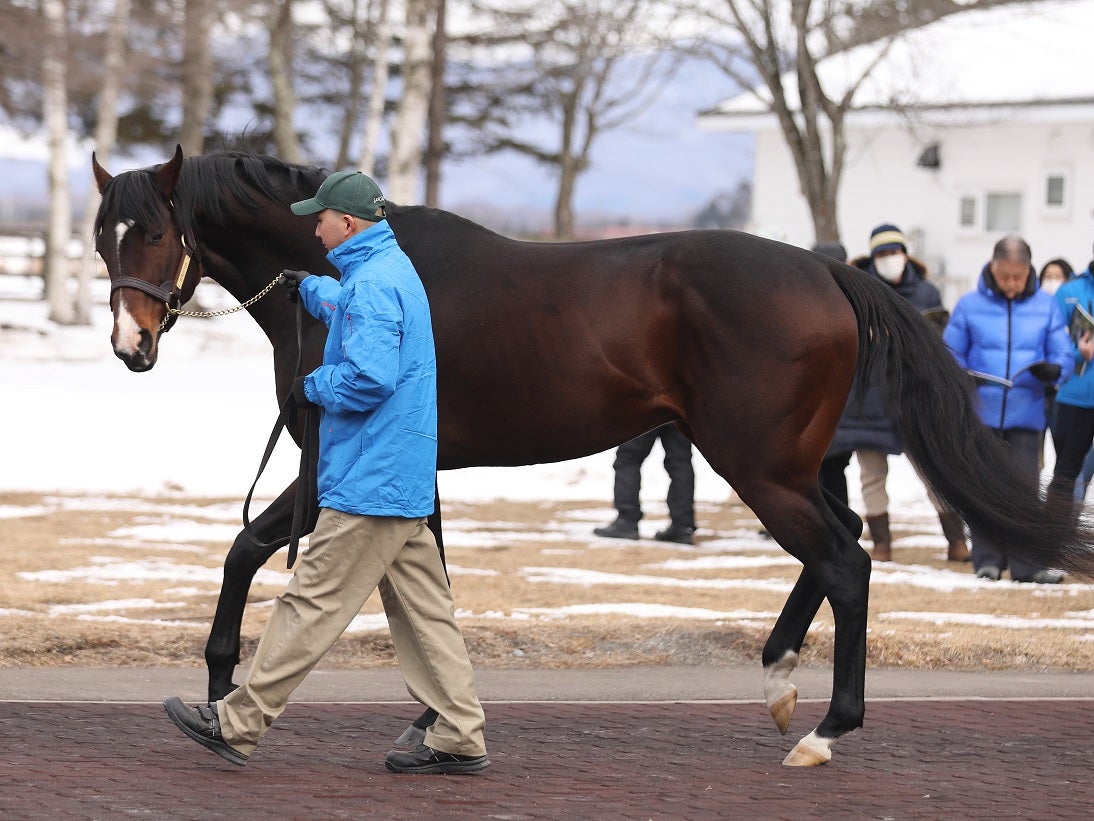 レックススタッド種牡馬展示会2023レポート | ぐりぐり君の個人馬主ブログ レックススタッド種牡馬展示会2023レポート | ぐりぐり君の個人馬主ブログ