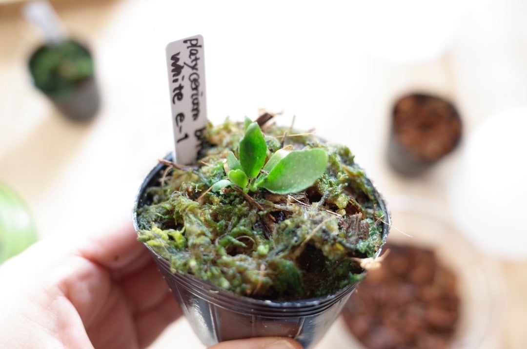 ビカクシダ ウィリンキー ジェイドガールの苗 14 苗を植え替え ビカクシダ ウィリンキー ジェイドガールの苗 14 苗を植え替え