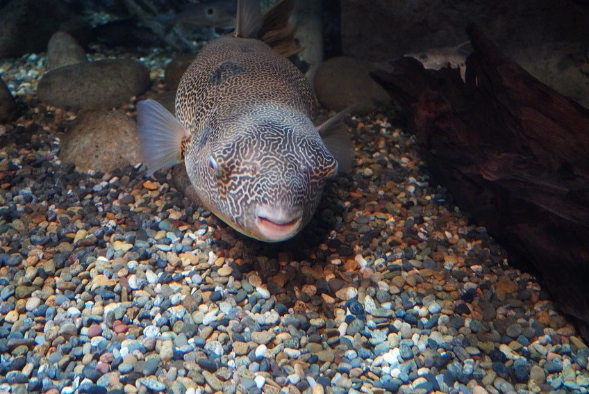 2023初春、世界淡水魚園水族館 アクア・トト ぎふ | あざらし2号、全国