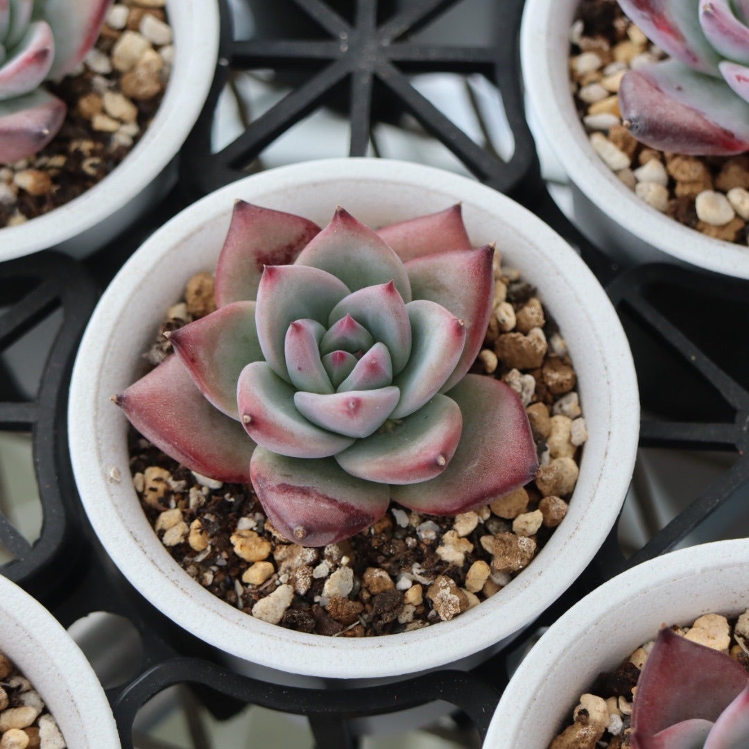 コロラータ 'ルーフ' | コキリノSucculents Life コロラータ 'ルーフ' | コキリノSucculents Life