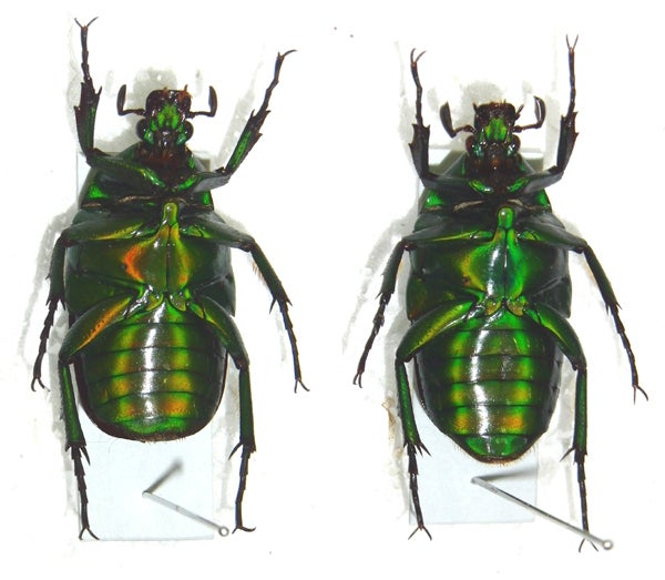 アオカナブン 長野県産 | World beetle museum & Astro-Observatory 花