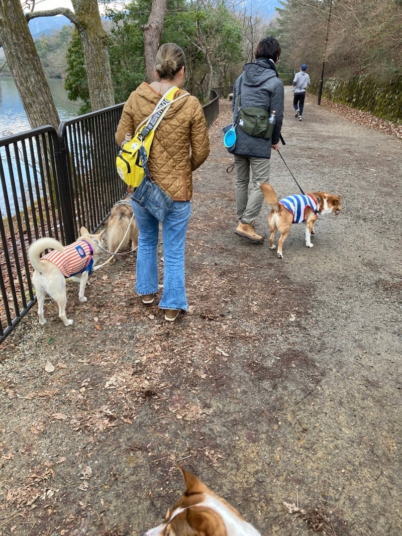 京都　犬連れ　宝が池公園　犬　京都市　犬連れ　こちら、犬小屋ホウソウキョク　4匹の中型犬と30代夫婦の暮らし