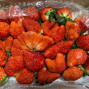 strawberry seasonの画像