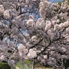 桜咲くの画像