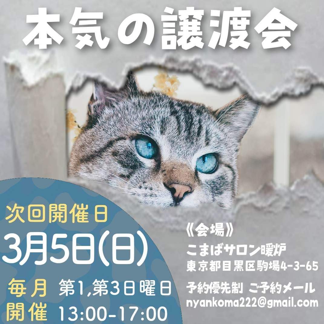 こま様専用 猫さん インテリア小物 置物 www.cdi-ieper.be