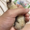 鶏の誕生から見る人間の誕生の異常さの画像