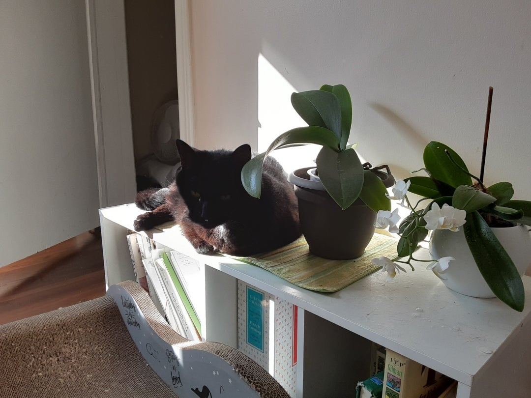 猫ヨガ | 庭付きの家で猫たちと幸せに暮らしたい