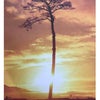 『奇跡の一本松の根』  展  の日の画像