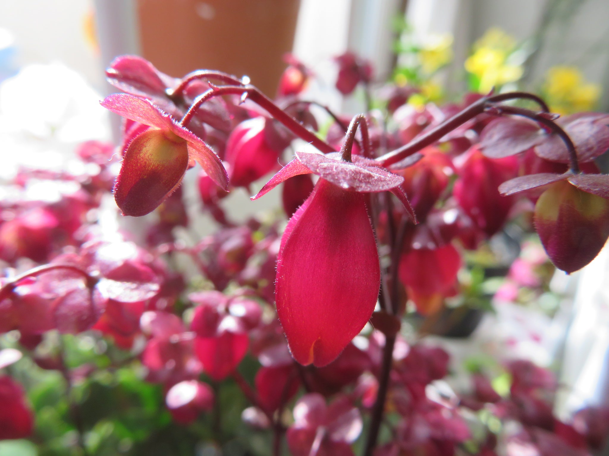 冬春室内花 カランコエ シャンデリア 今日は1℃曇り 「今日はひな祭りの日」 花便りゆうちゃんのひとりごと