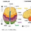 大人の生きにくさ・発達障害(ADHAなど)の脳で起こっていることの画像