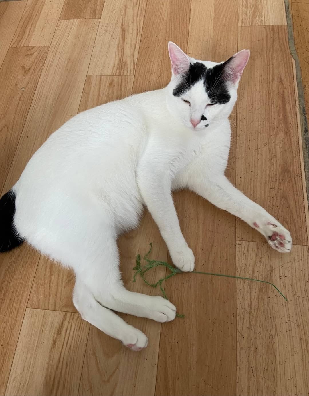 保護猫紹介〜ふく&モノトーン姉妹ゆず・すもも〜 | あしながねこ 保護猫紹介〜ふく&モノトーン姉妹ゆず・すもも〜 | あしながねこ