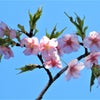 アトリエ宿根草．花まつり～桜リレー咲きシーズン♪ご案内・スケジュール～の画像