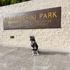 くまのすけ、ハワイで散歩に行く公園の画像