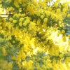 【3月までのキャンペーン】花粉症を知ることでアドバイスが変わる！！の画像