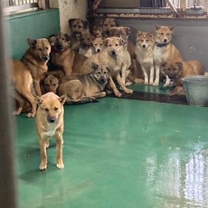 収容犬紹介☆3/7茨城県動物指導センターの画像