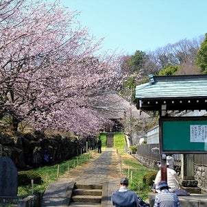 参道に咲く桜の画像