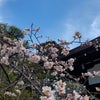 今京都が熱い♥今宮神社凄かった♥　梅宮大社＆下鴨神社参拝ツアーの画像