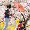 ３月末は桜と菜の花はな撮影ウィークです❗❗❗