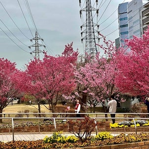 順番を待つ桜の画像
