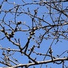 愛知県蒲郡市　白蟻駆除屋さんの家の桜はまだ咲きませんが東京では開花宣言されましたの画像