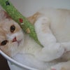 ◆第６１回譲渡会参加猫紹介⑧　　ステラ　おこちゃんの画像