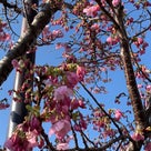 2023/03/15彼岸桜？が咲き誇ってました。の記事より