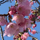 2023/03/15彼岸桜？が咲き誇ってました。の記事より