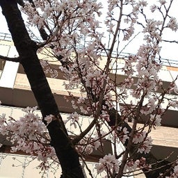 画像 2023桜追い♪うかうかしてる間に東京の開花宣言史上一位タイ！風呂敷ブログ継続5031日 の記事より 1つ目