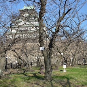 大阪府・桜の標本木の画像