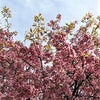 桜の妖精を感じて意識転換の画像